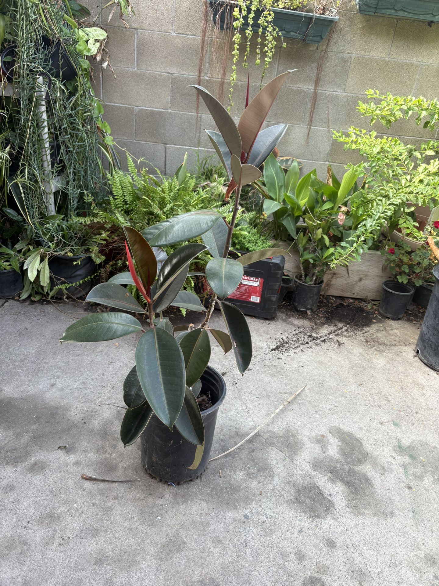 Burgundy Rubber Tree