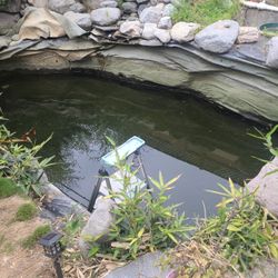 Garden pond Fish Stuff