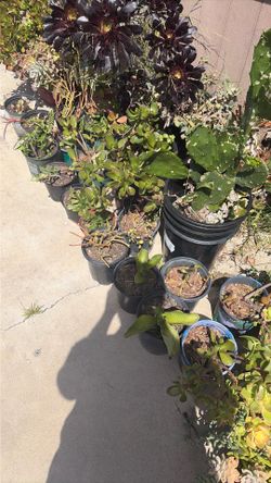 Plants for sale $5 each