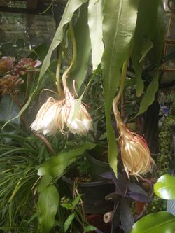 Ephilipium, white flowers. Big plant