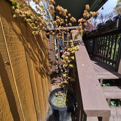 Red coral bark Japanese maple