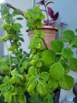 ORGANIC VICKS PLANT.