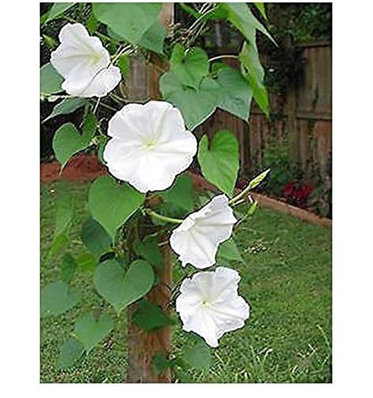 Flying Saucer Moonflower and Scarlett O'Hara Morning Glory Plants and Seeds