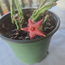 Flowering Stapelia- Small Pot 