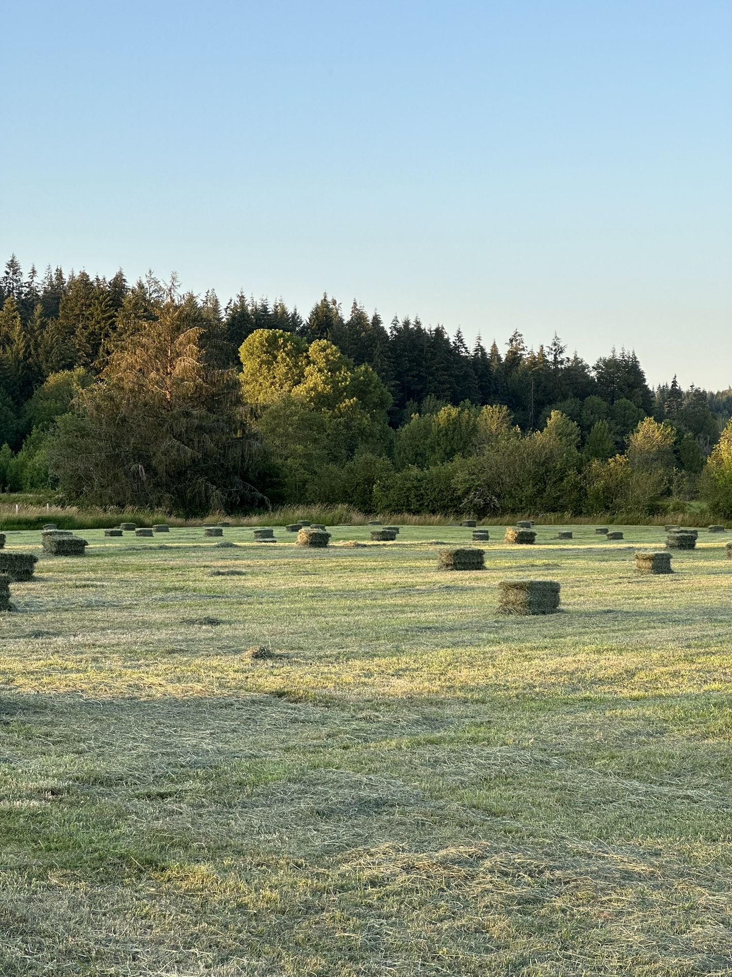 2025 2nd Cutting Orchard Hay