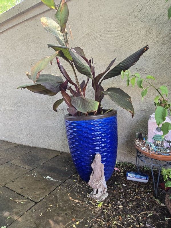 Potted Plant