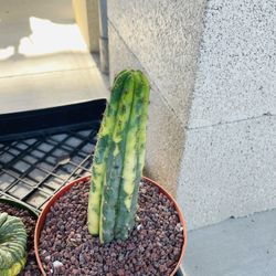 San Pedro Variegated Cactus Imported