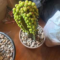 Euphorbia candelabrum