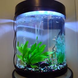 Fish Tank 4 Sale