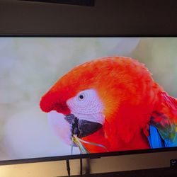 OLED 1440p 360hz - Samsung Odyssey G60SD *NO STAND*
