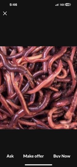 Red Wigglers- Worms And Worm Castings