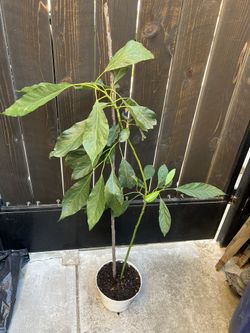 Avocado tree