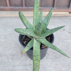 Dune Gasteria Succulent