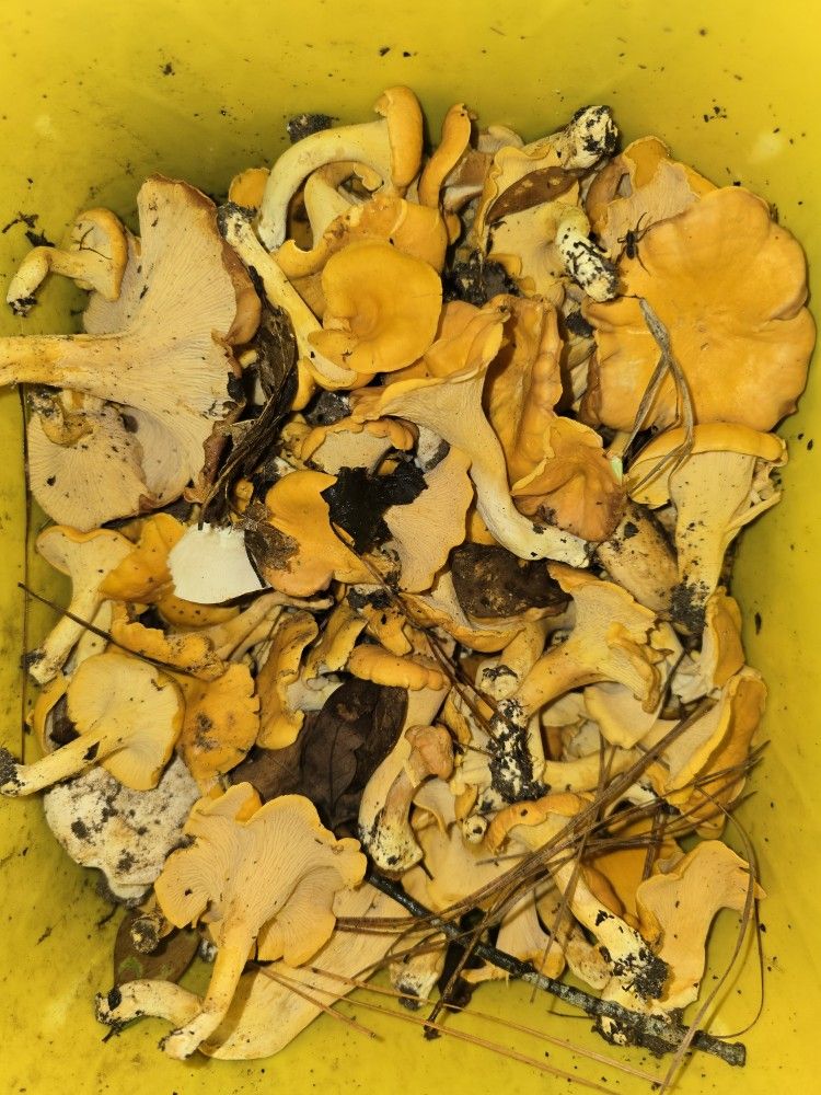 Chantarelles Mushrooms
