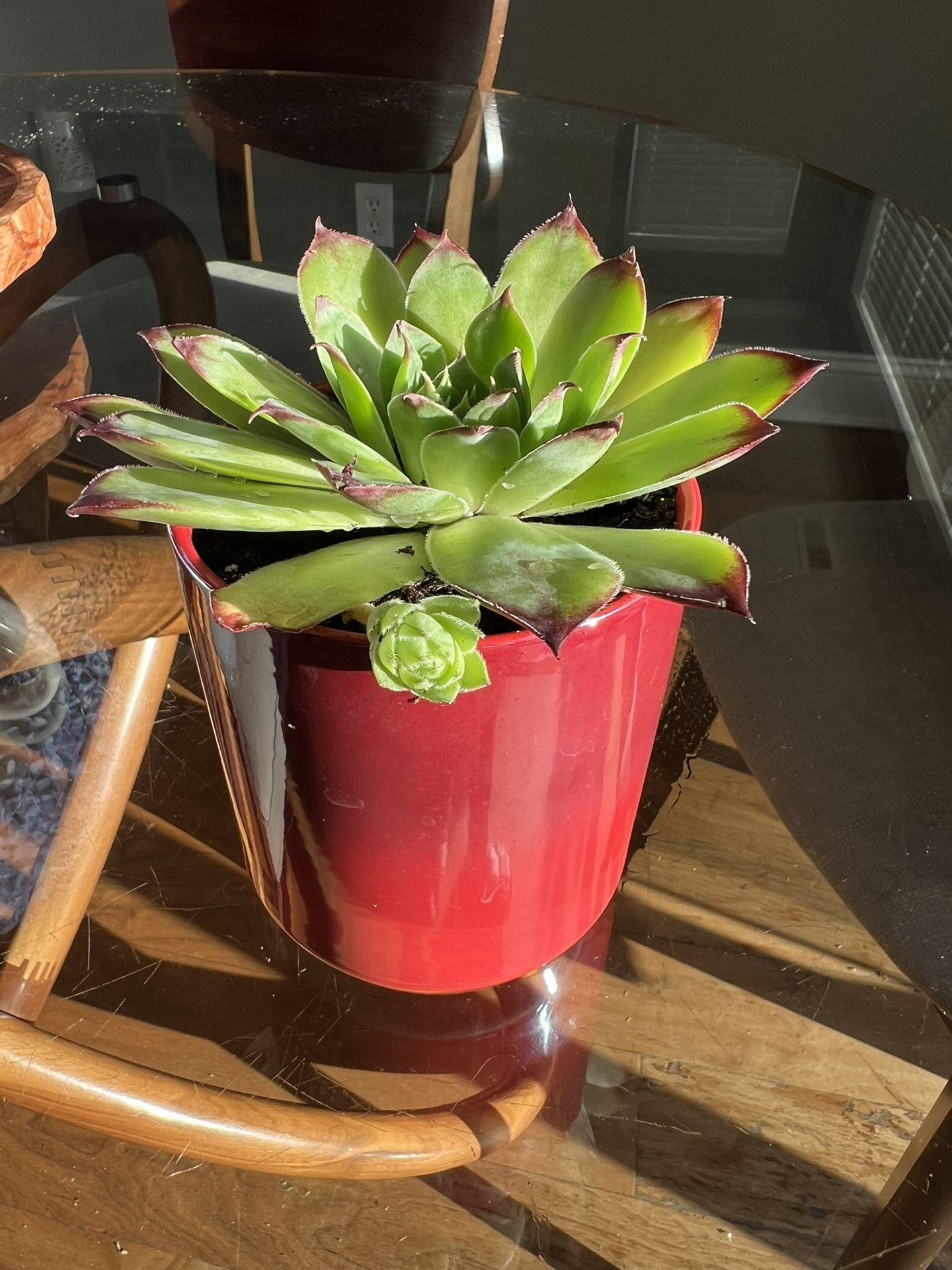 Succulent In Starbucks Red Cup