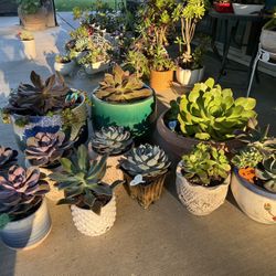 Lots Of Beautiful Succulent Planters