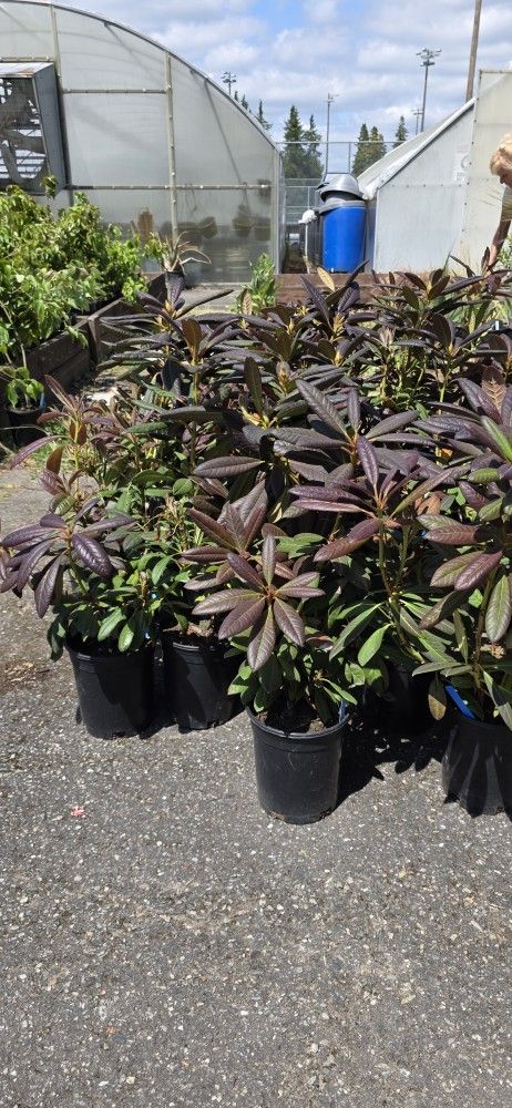 Half Priced Plants