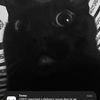 untitledhamster