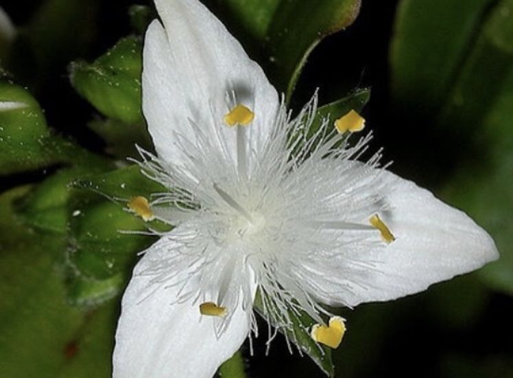3 Wandering Gypsy Plants in pot (Tradescantia fluminensis)