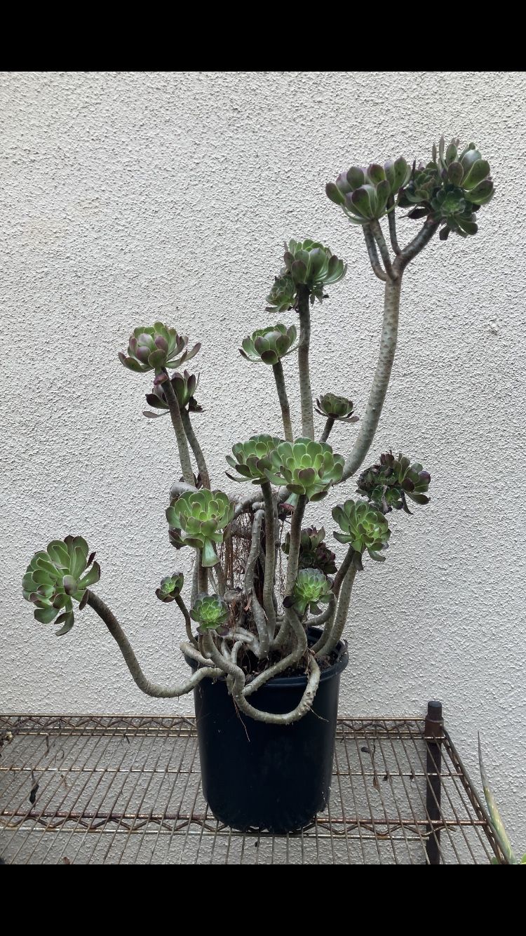 Aeonium arboreum Succulent 
