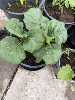 Goyo Kumba Bitter Eggplants