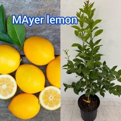 mayer lemon  Grafted Trees 🌳 arboles  de limon Injertados  