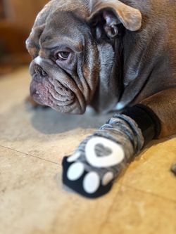New 6 piece anti-slip dog socks with Velcro leg fasteners