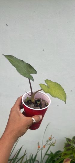 Elephant ear plant live