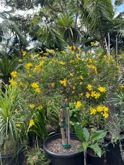 Euryops pectinatus tree