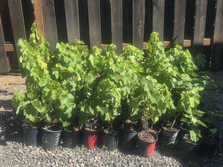 Canadice Seedless Red Grape Plants