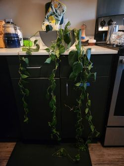 5 foot philodendron