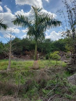 Royal Palms