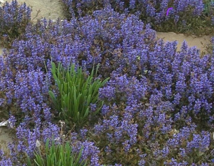 Ajuga Bronze Beauty 4" pot Perennial Plant