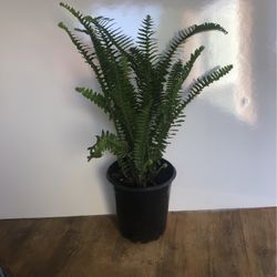 Sword Fern Plant one gallon pot