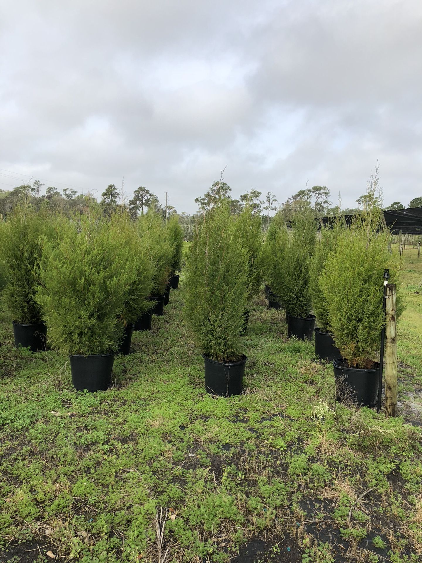 Cedar Trees