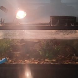 Reptile Tank & Everything INCLUDED 