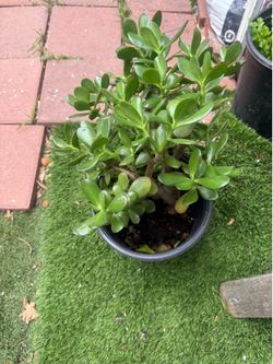 Succulent in pot