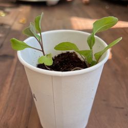 Organic Arugula Lettuce For Your Garden