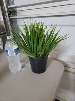 Plant Artifical