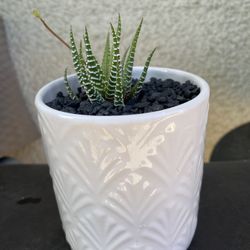 Aloe Vera Haworthia Plant 