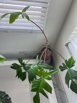 Mature Philodendron Florida - moving houseplant sale