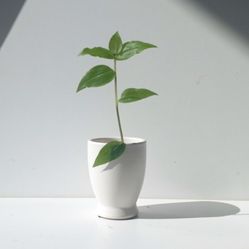 Lush Trailing Tradescantia Global Green Plant/ House Plant/ Indoor Plant Flower Patio Garden