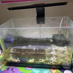 2 Gal Tank Comes With Sponge Filter Set Up And Light