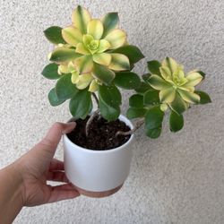 Beautiful Aeonium Succulent Plant With Pot