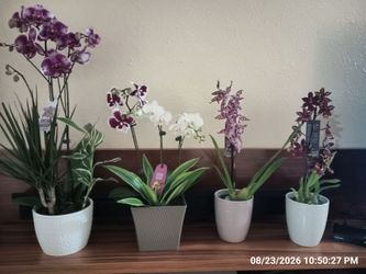Orchids! (4)