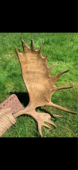 Large Authentic Moose Antlers – Rustic Lodge Wall Decor