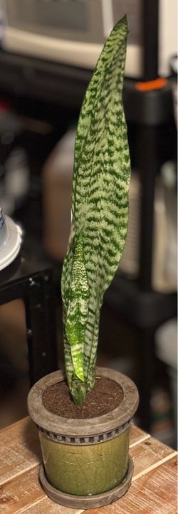 Just the Snake Plant