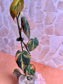 Philodendron Mican Highly Variegated - Orange 3inch #2