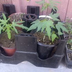 Dwarf Maradol Papaya Trees 😃😃😃😃🌿🌿🌿🌿