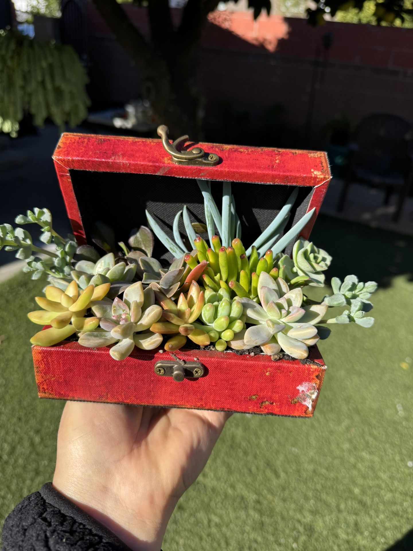 Beautiful Succulent In A Box